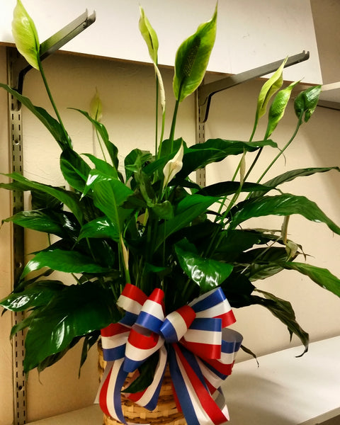Green Plant (Patriotic Ribbon)