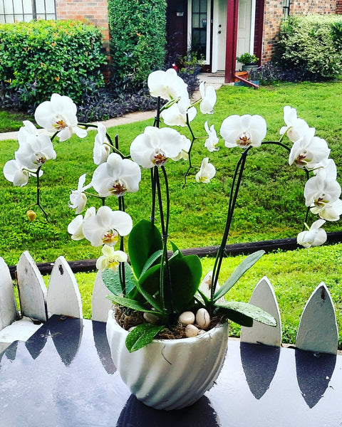 "Happy Orchids"