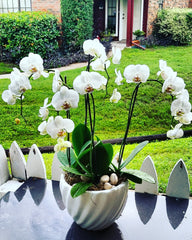 "Happy Orchids"