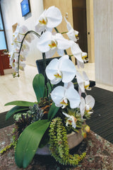 "Steps of Life" Orchid Arrangement