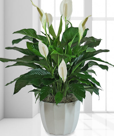 "Lillies Blossom" Arrangement.