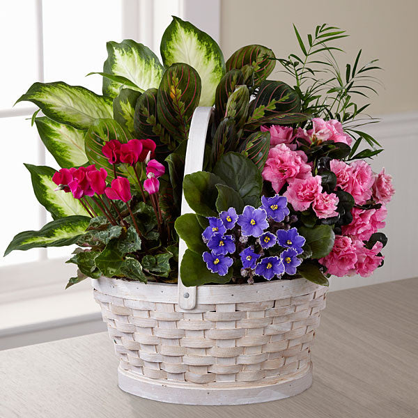 Blooming Flowers