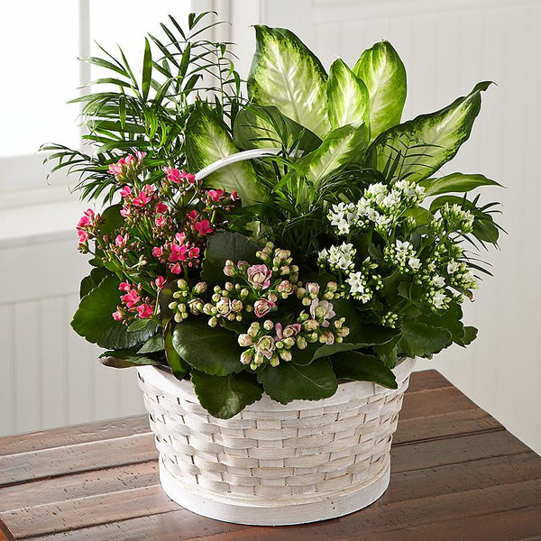 Bloom plants