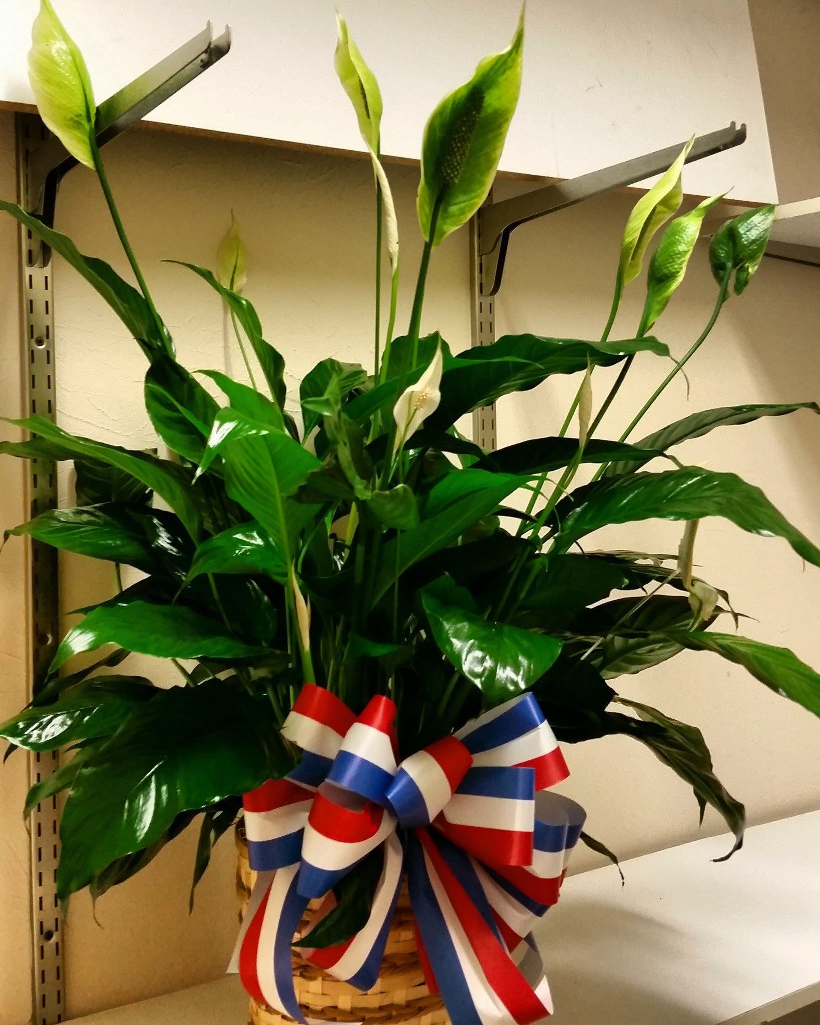 funeral flowers peace lily Green Plant (Patriotic Ribbon)
