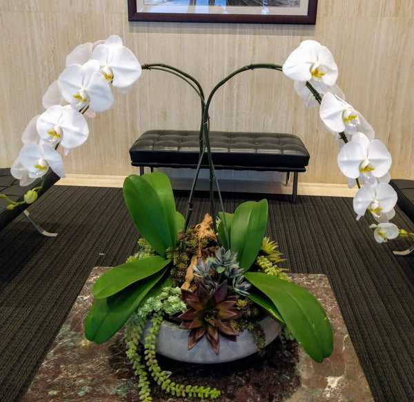 "Steps of Life" Orchid Arrangement