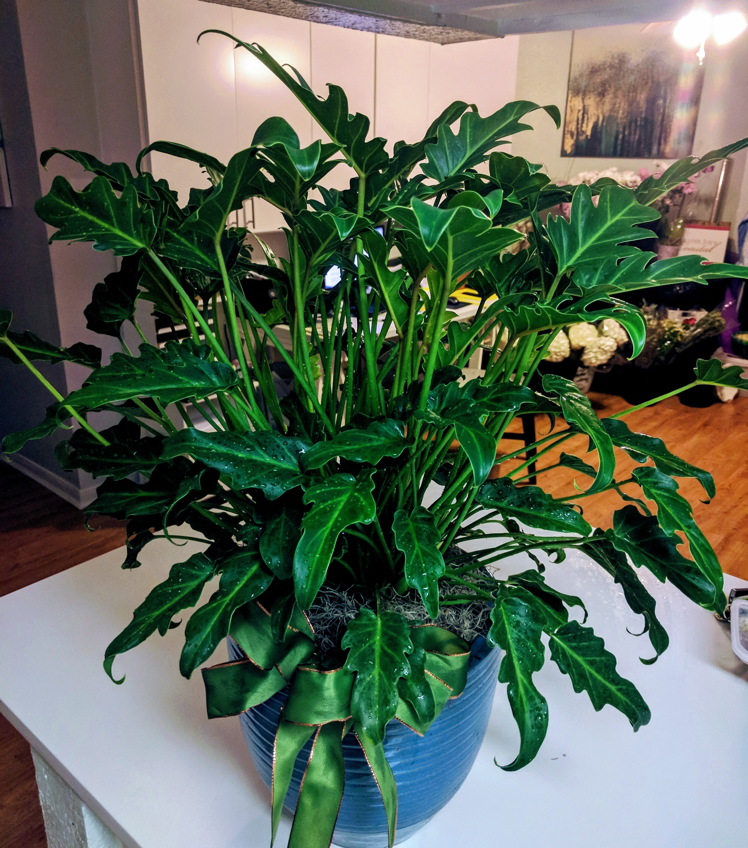 indoor funeral plants Green Plant