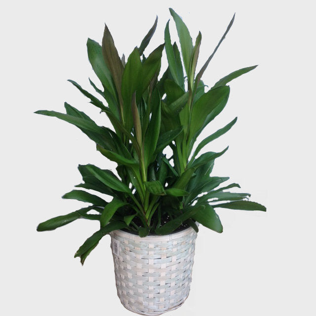 funeral potted plants Plant- Hawaiian Ti Glauca
