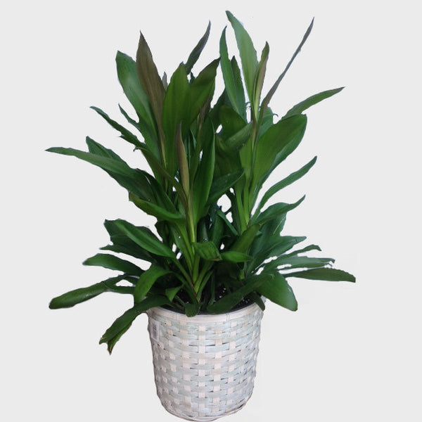 Plant- Hawaiian Ti Glauca