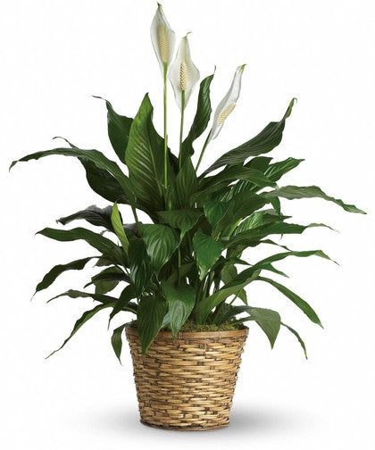 Green Plant - Peace Liliy