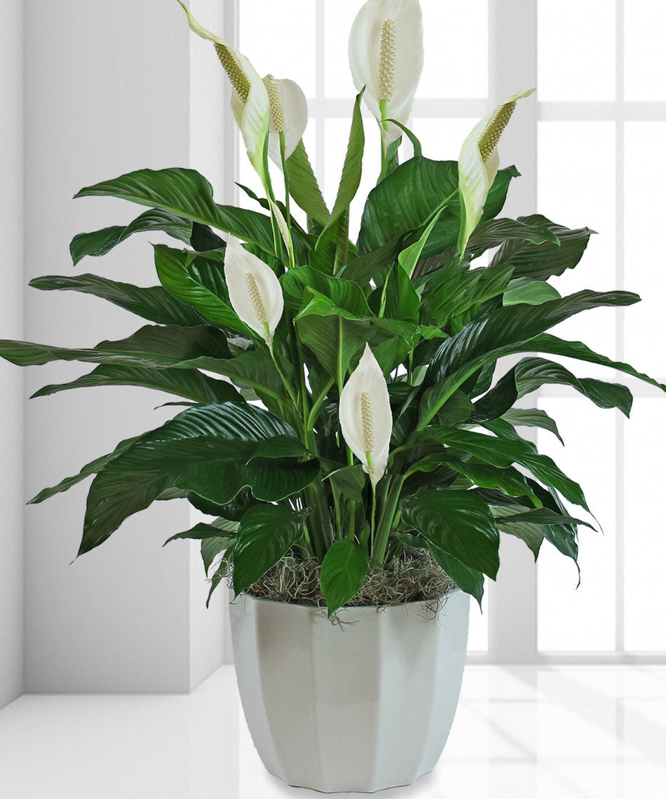 peace lily for a funeral Lillies Blossom" Arrangement