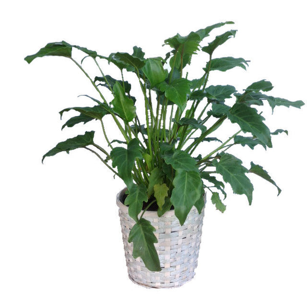 Plant-Monster-adeliciosa
